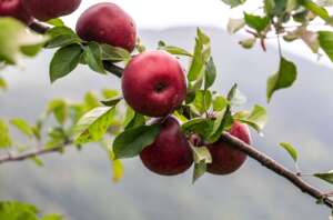 North Carolina Apples are in Harvest!