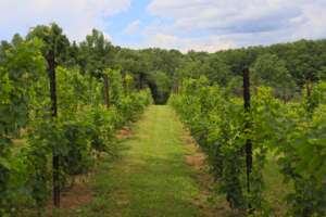 Vineyard from the McRitchie Winery and Ciderworks