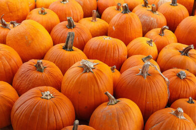 The Pumpkin Patch at South Mountain Christian Camp