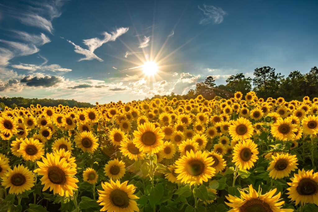 Carolina Sunflowers!