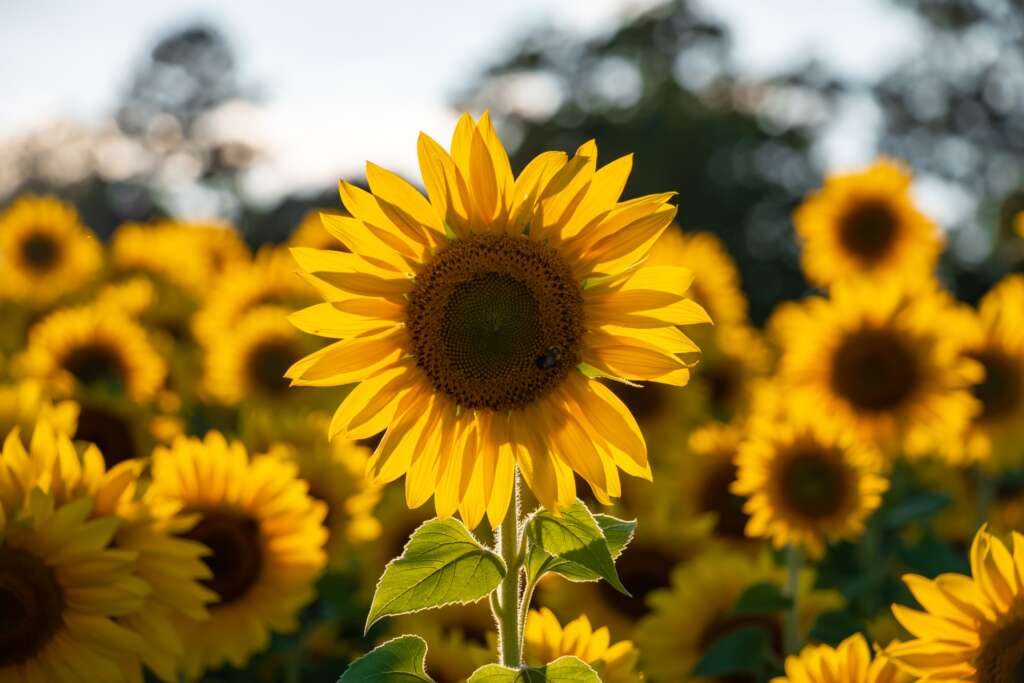 Sunflower