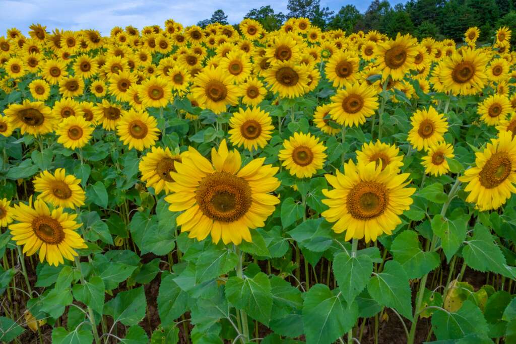 Sunflowers, Sunflowers, and more Sunflowers!