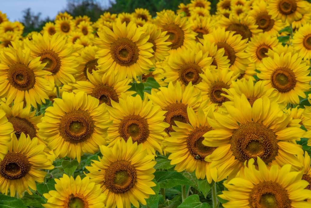 Sunflowers!