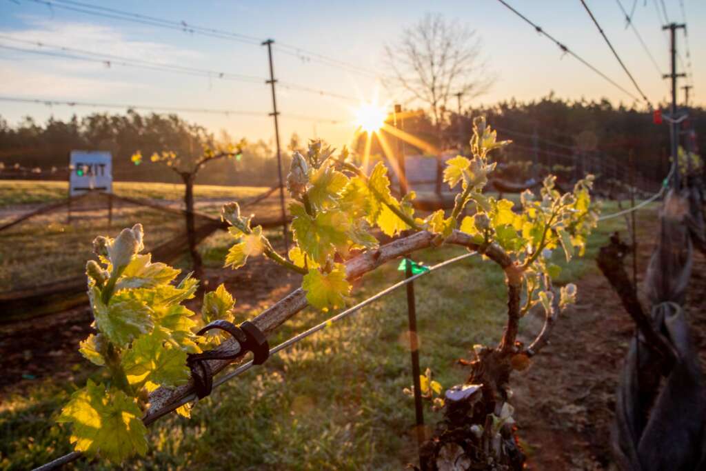 Mountain Brook Vineyards