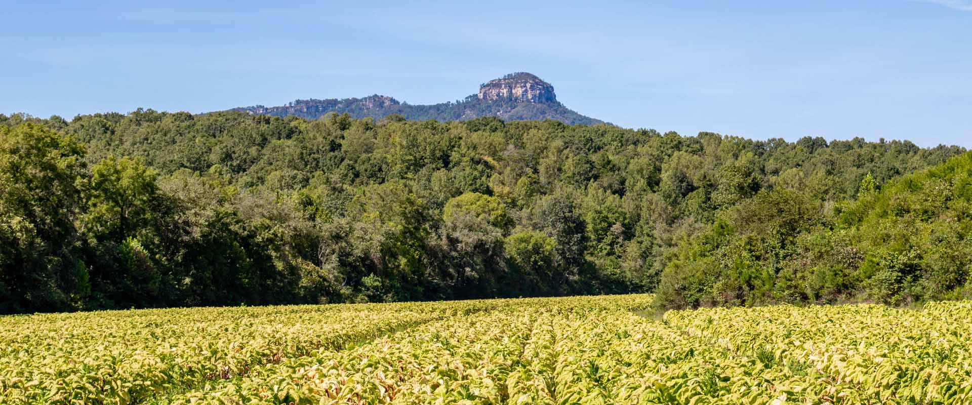 Little Pinnacle Overlook Trail