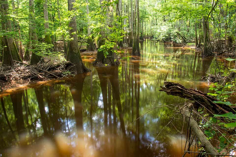 Congaree National Park