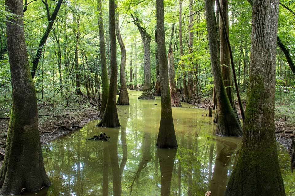 Congaree National Park