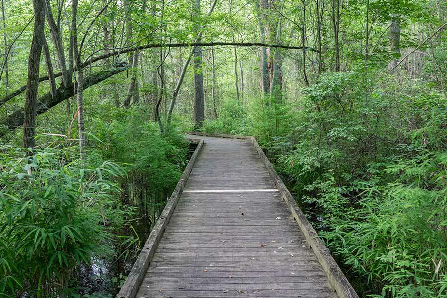 Dismal Swamp Boardwalk Trail