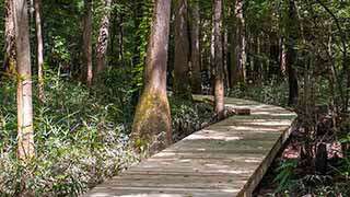 Boardwalk Look Trail