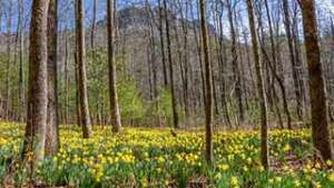 Daffodil Flats