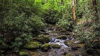 Jones Gap State Park