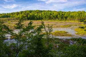 Forty Acre Rock Beaver Pond