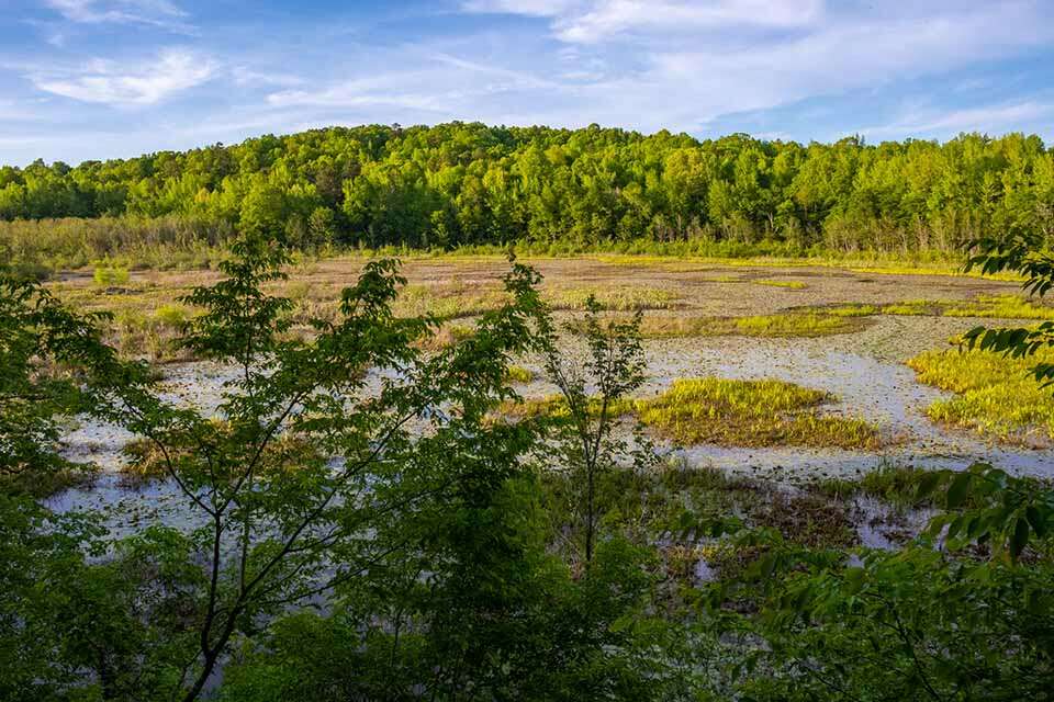 Forty Acre Rock Beaver Pond