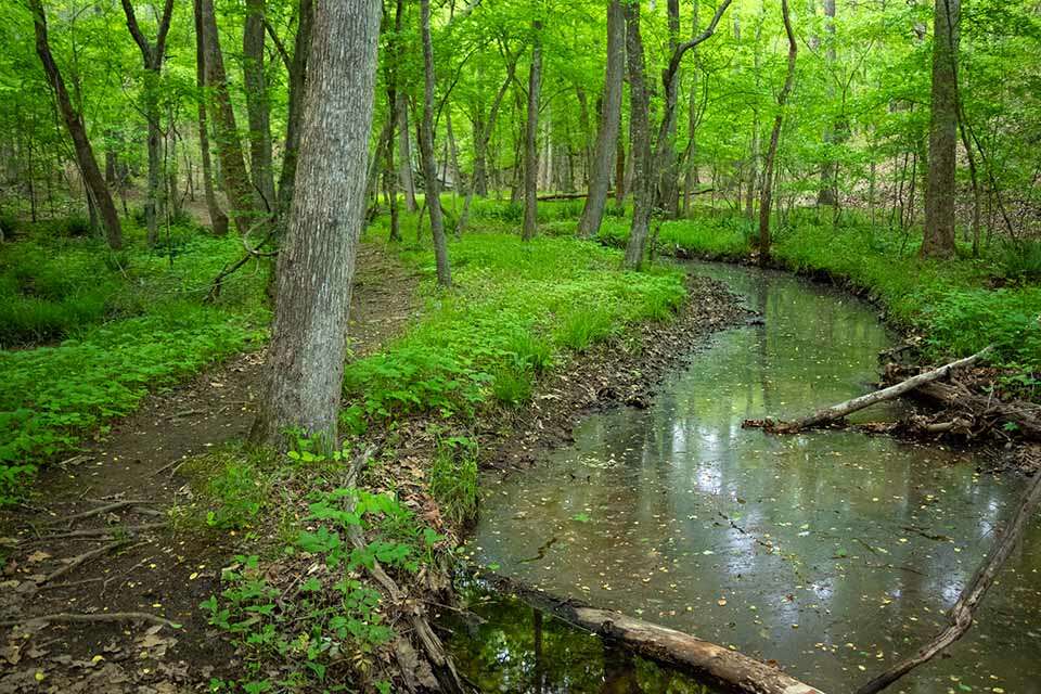 Forty Acre Rock Forest