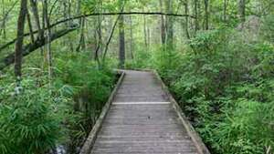 Dismal Swamp Boardwalk Trail