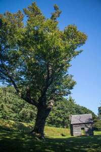 Jesse Brown Cabin Maple Tree