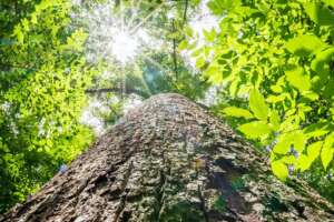 Joyce Kilmer Memorial Forest Giant Tree