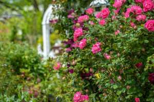 Lake Lure Flowering Bridge