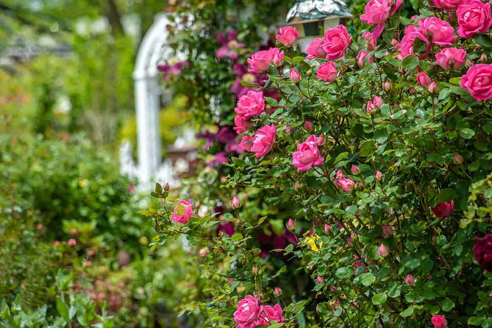 Lake Lure Flowering Bridge