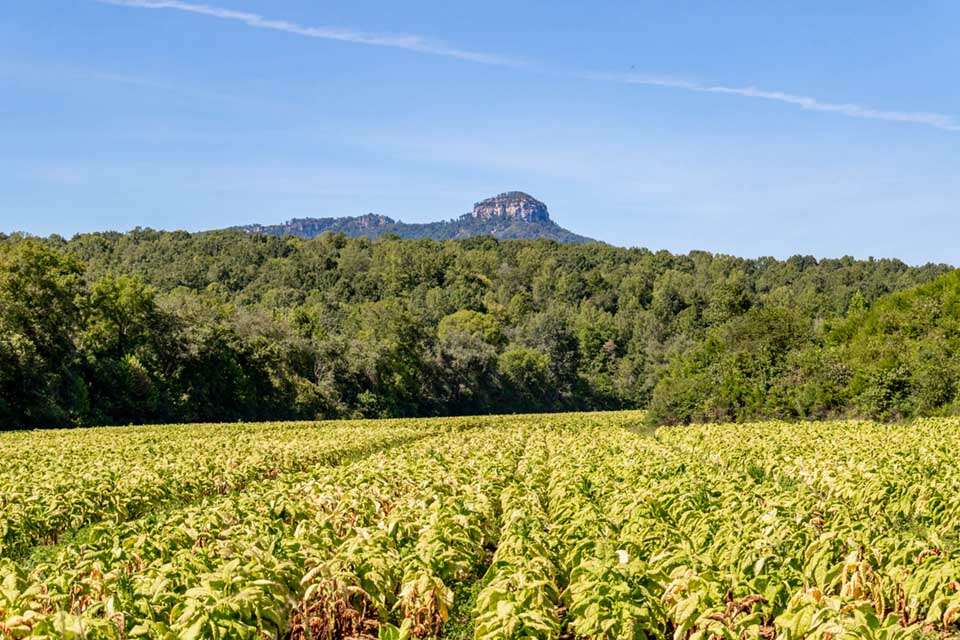 Pilot Mountain Tobacco Field