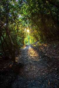 Rhododendron Tunnel Price Lake