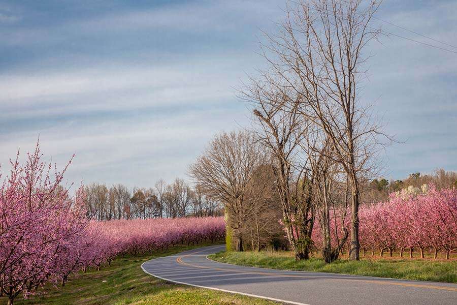 Road Through Peach Trees in the Spring