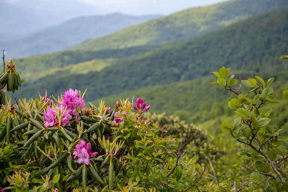 Roan Mountain Rhododendrons