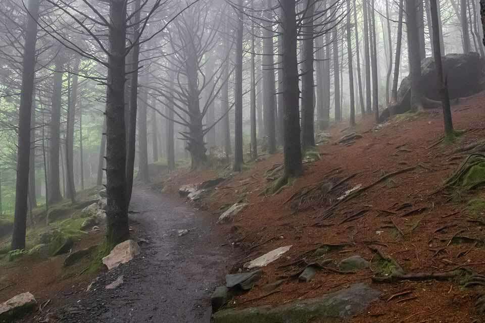 Roan Mountain Spruce Forest