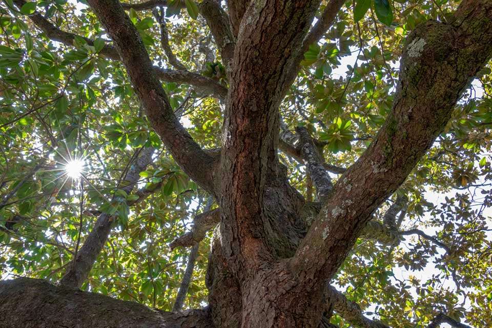 Rose Hill Plantation Magnolia Tree