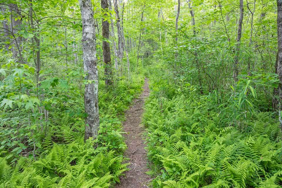 The Trail at Slickum Falls