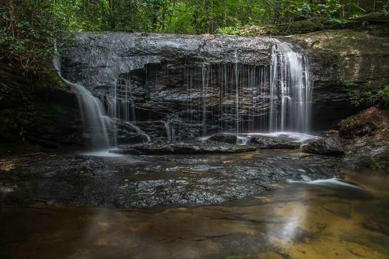 Wildcat Wayside HD Carolina