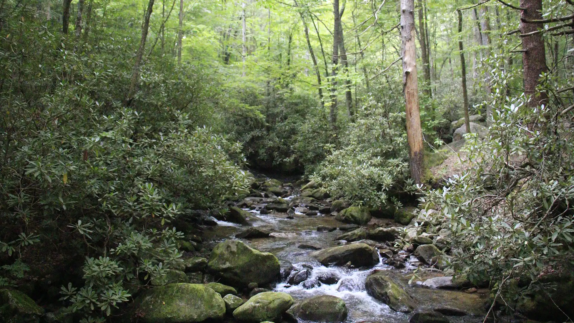 Jones Gap State Park Overview