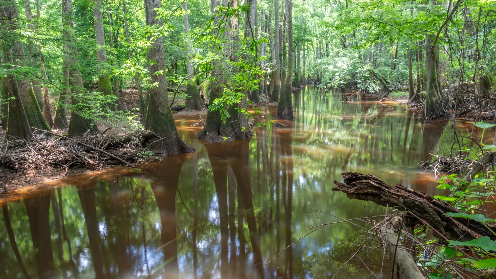Boardwalk Loop Trail