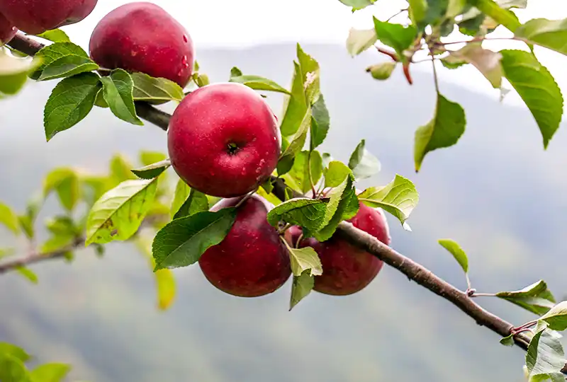 North Carolina Apples