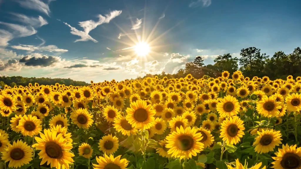 Carolina Sunflowers!