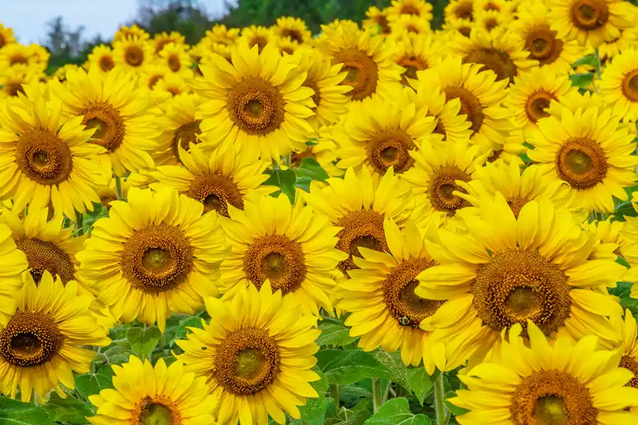 Sunflowers!