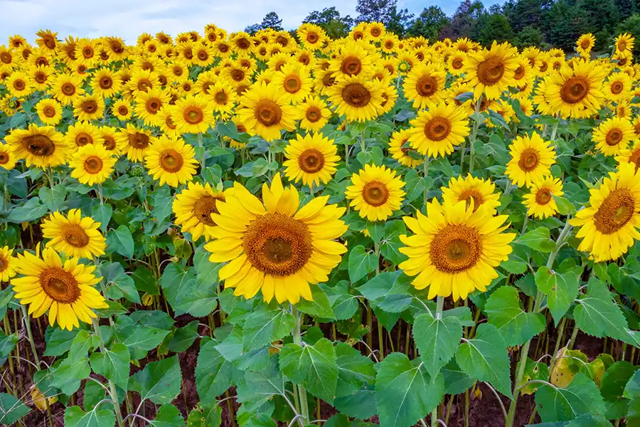So many sunflowers!