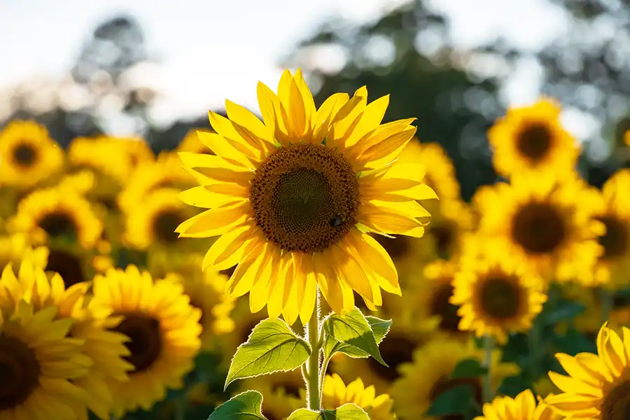 Even more sunflowers!